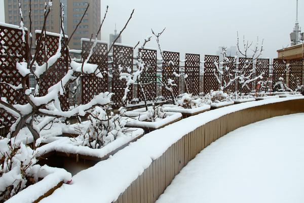 郑州49中雪景 (4)
