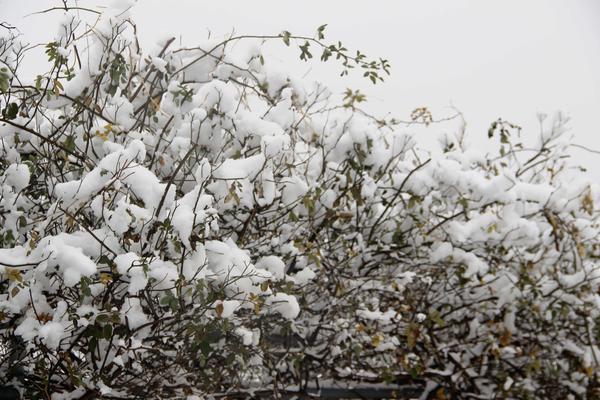 郑州49中雪景 (8)