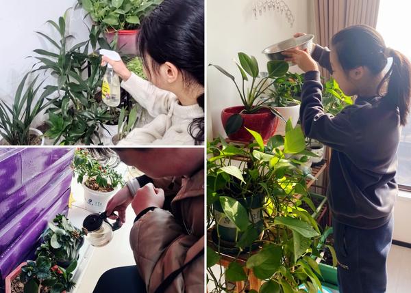 4.绿植养护 4.绿植养护