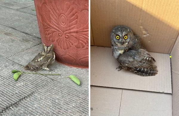 猫头鹰